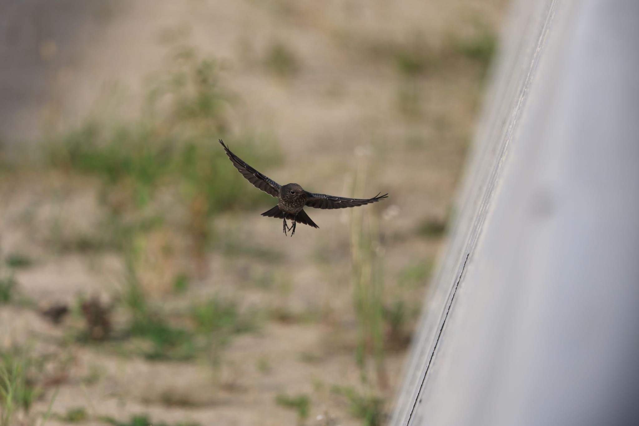 甲子園浜(兵庫県西宮市) イソヒヨドリの写真