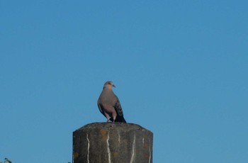 Oriental Turtle Dove Showa Kinen Park Thu, 8/18/2022