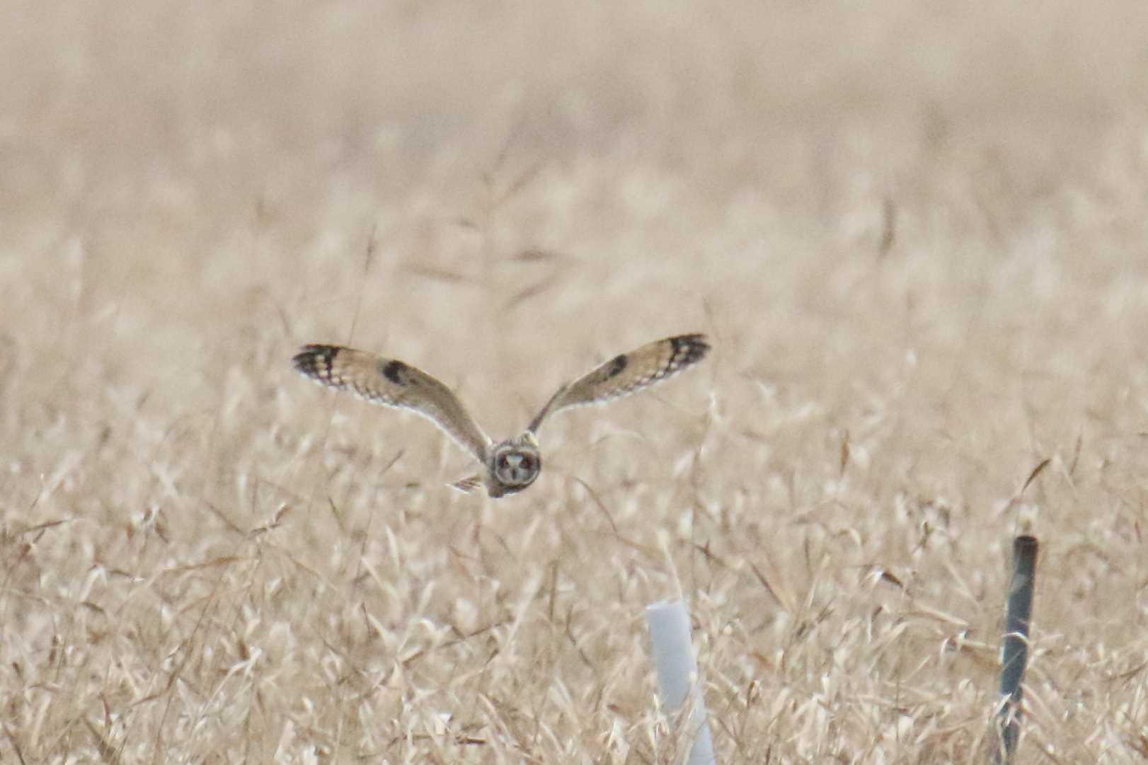 稲敷市 コミミズクの写真 by マイク