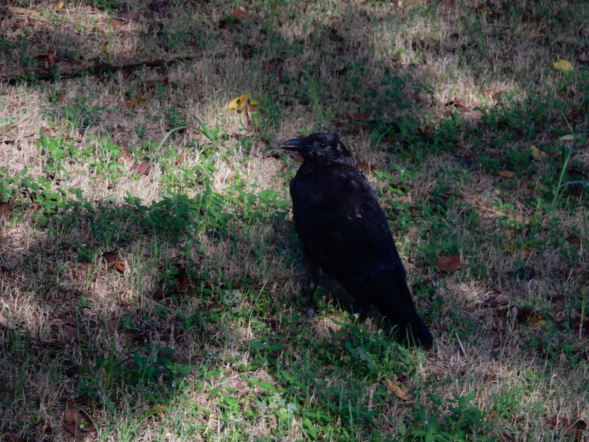 Photo of Carrion Crow at Showa Kinen Park by morinokotori