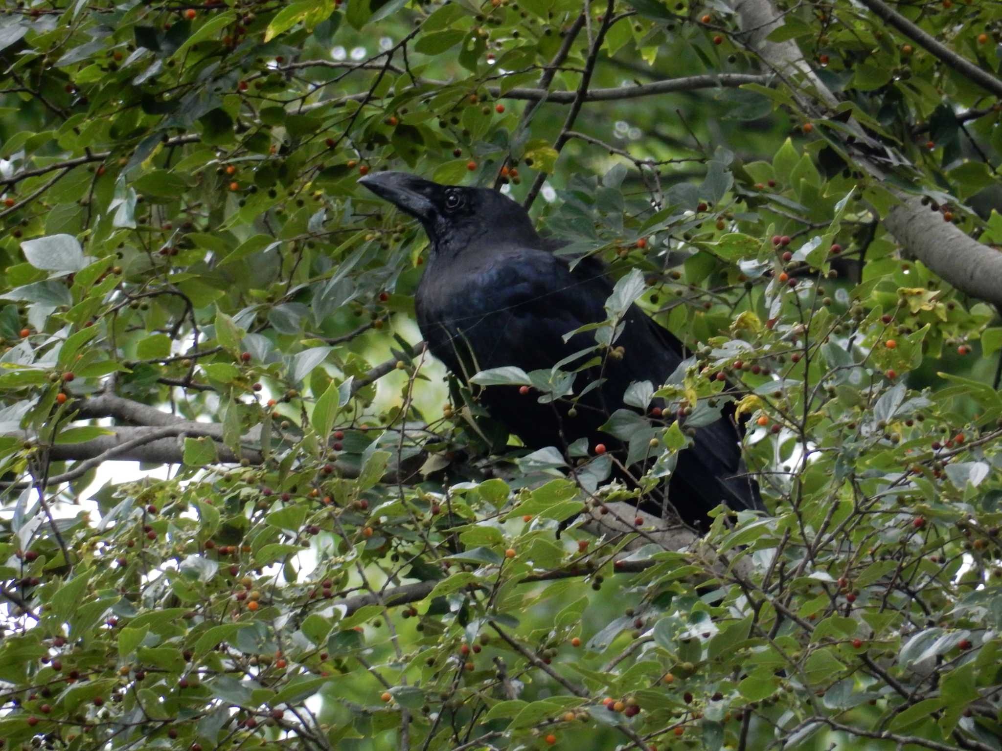 Photo of Large-billed Crow at Showa Kinen Park by morinokotori