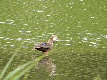 Eastern Spot-billed Duck Showa Kinen Park Thu, 8/18/2022