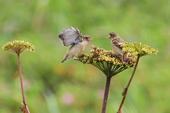 Amur Stonechat 北海道 Sun, 8/7/2022