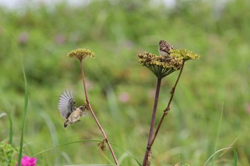 Amur Stonechat 北海道 Sun, 8/7/2022