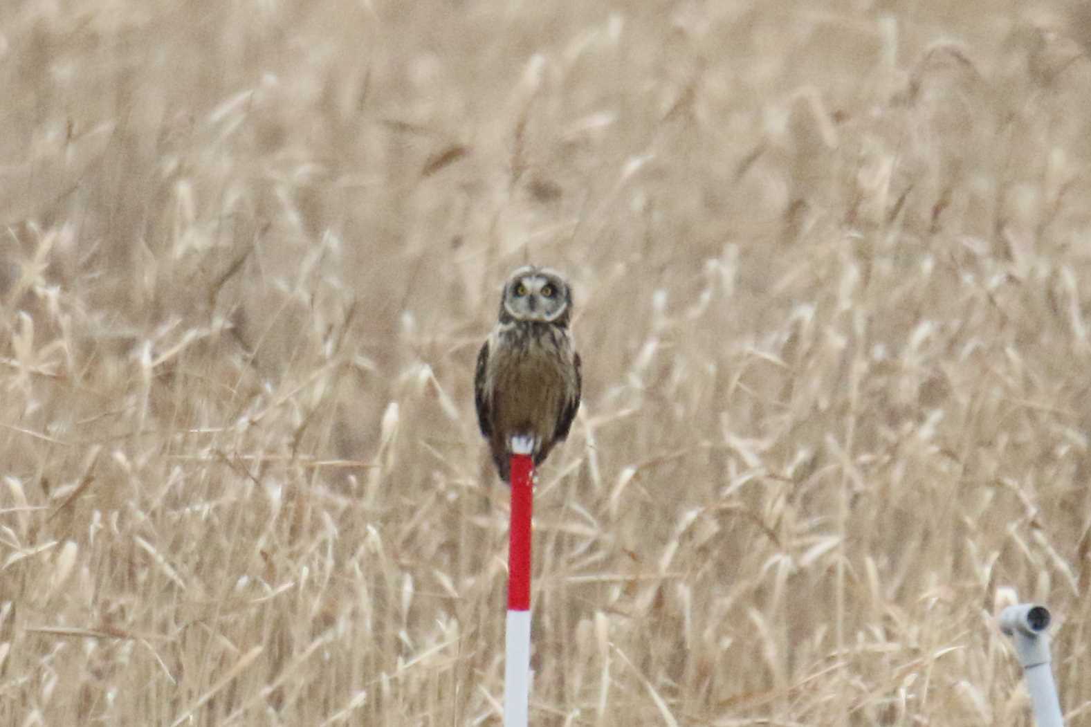 稲敷市 コミミズクの写真 by マイク