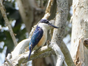 Forest Kingfisher Centenary Lakes(Cairns) Thu, 8/11/2022