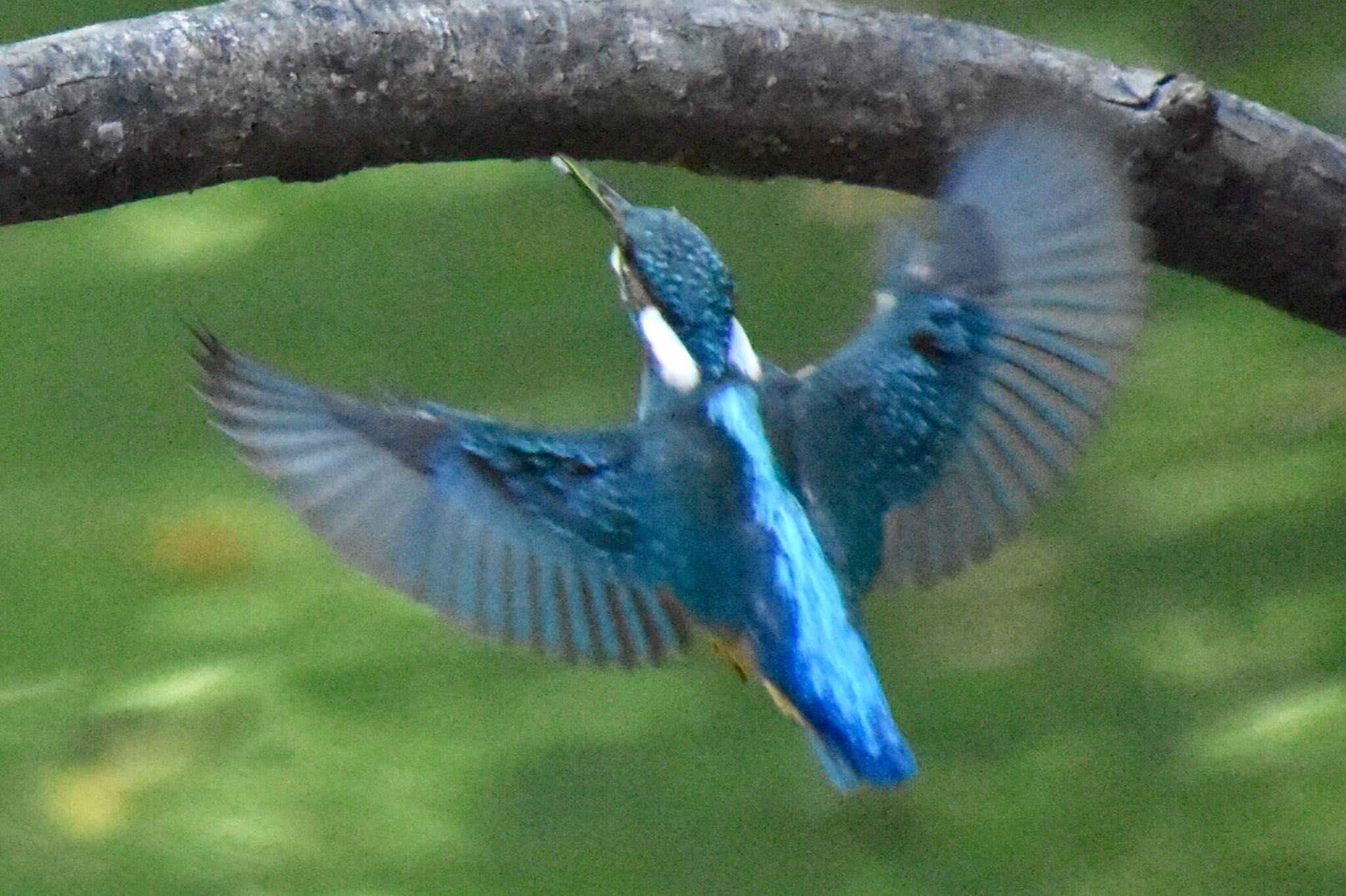 Photo of Common Kingfisher at 練馬区 by 遼太