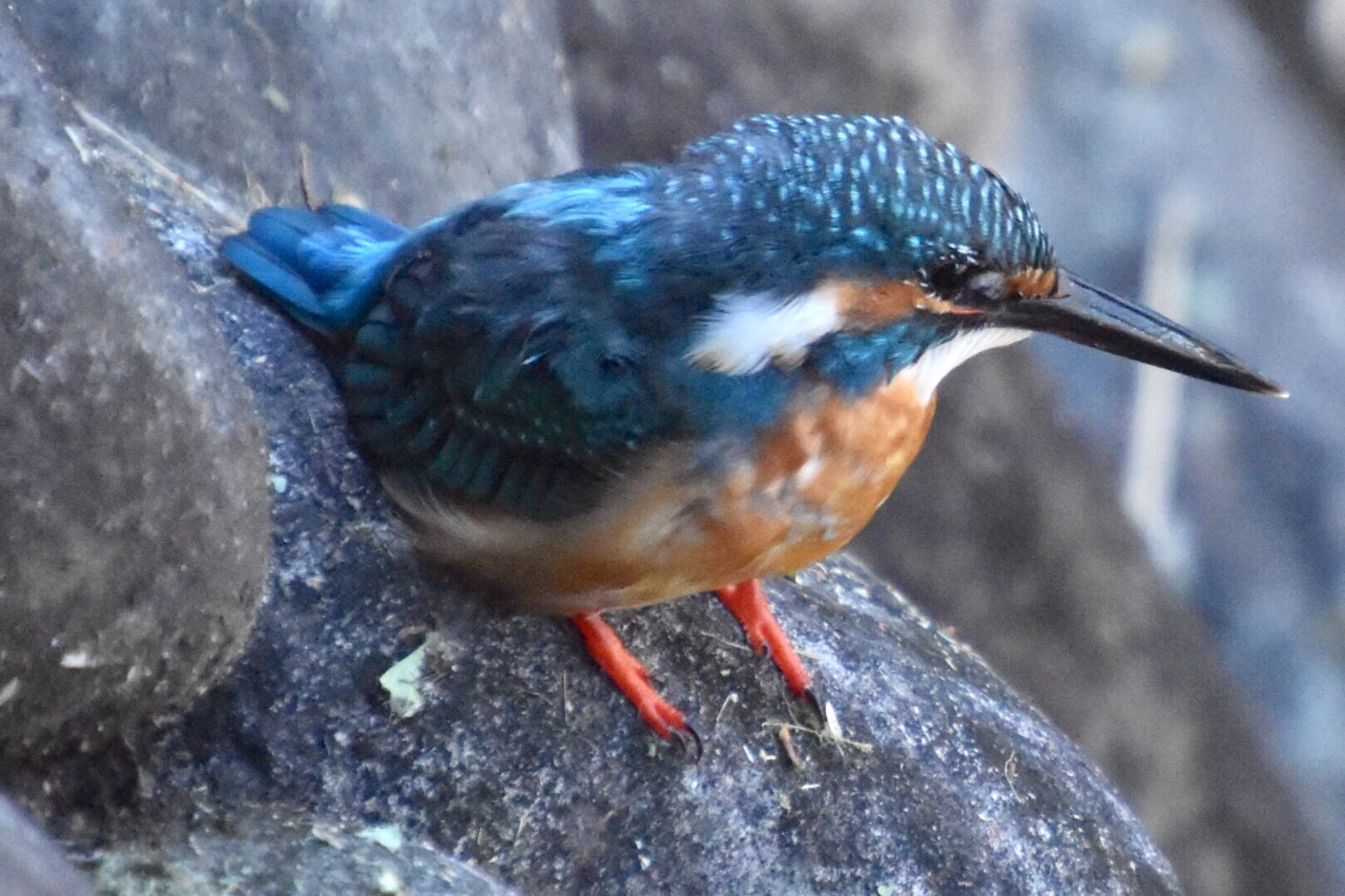 Photo of Common Kingfisher at 練馬区 by 遼太