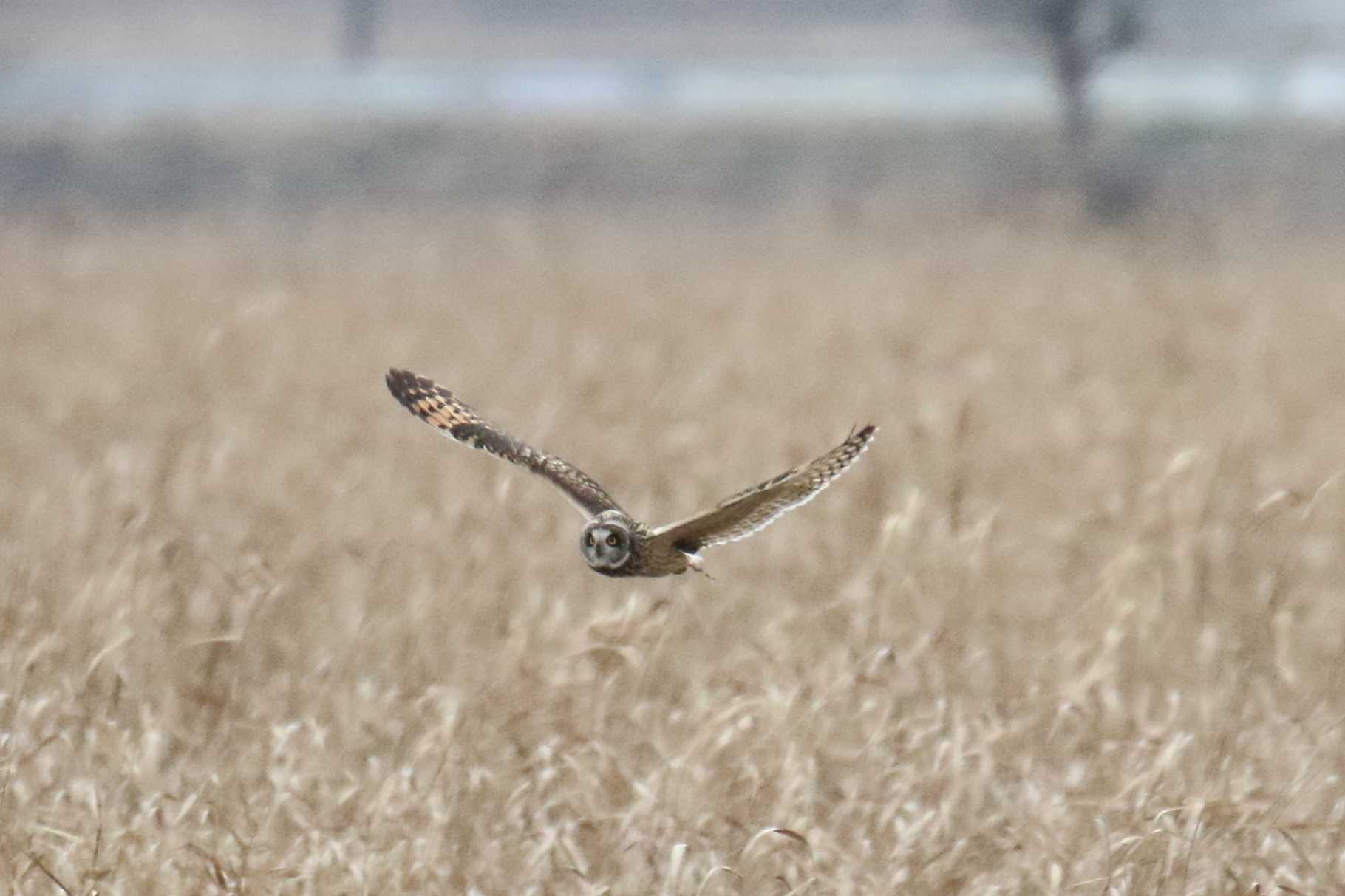 稲敷市 コミミズクの写真 by マイク