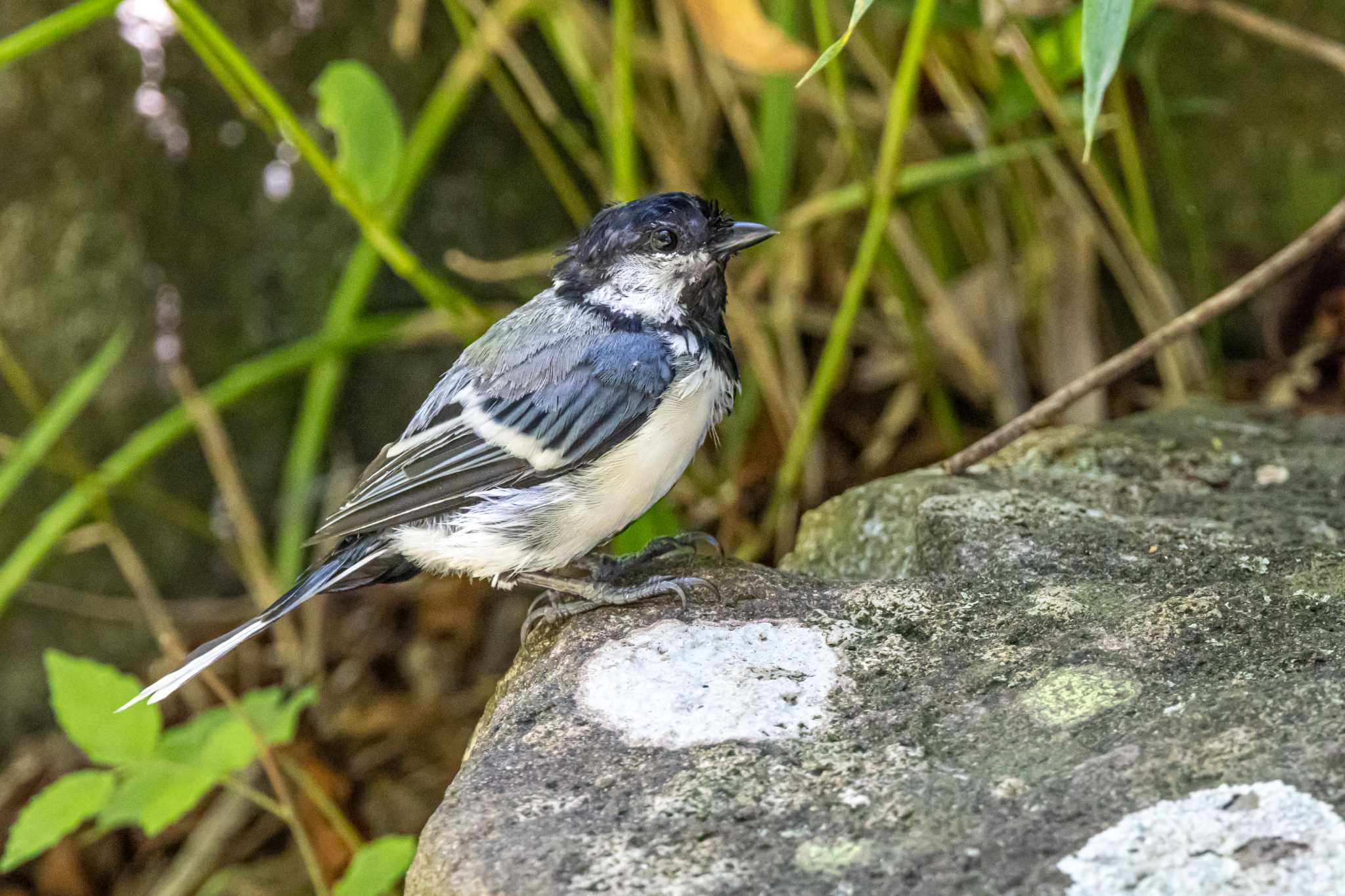 Photo of Japanese Tit at 金ヶ崎公園(明石市) by ときのたまお