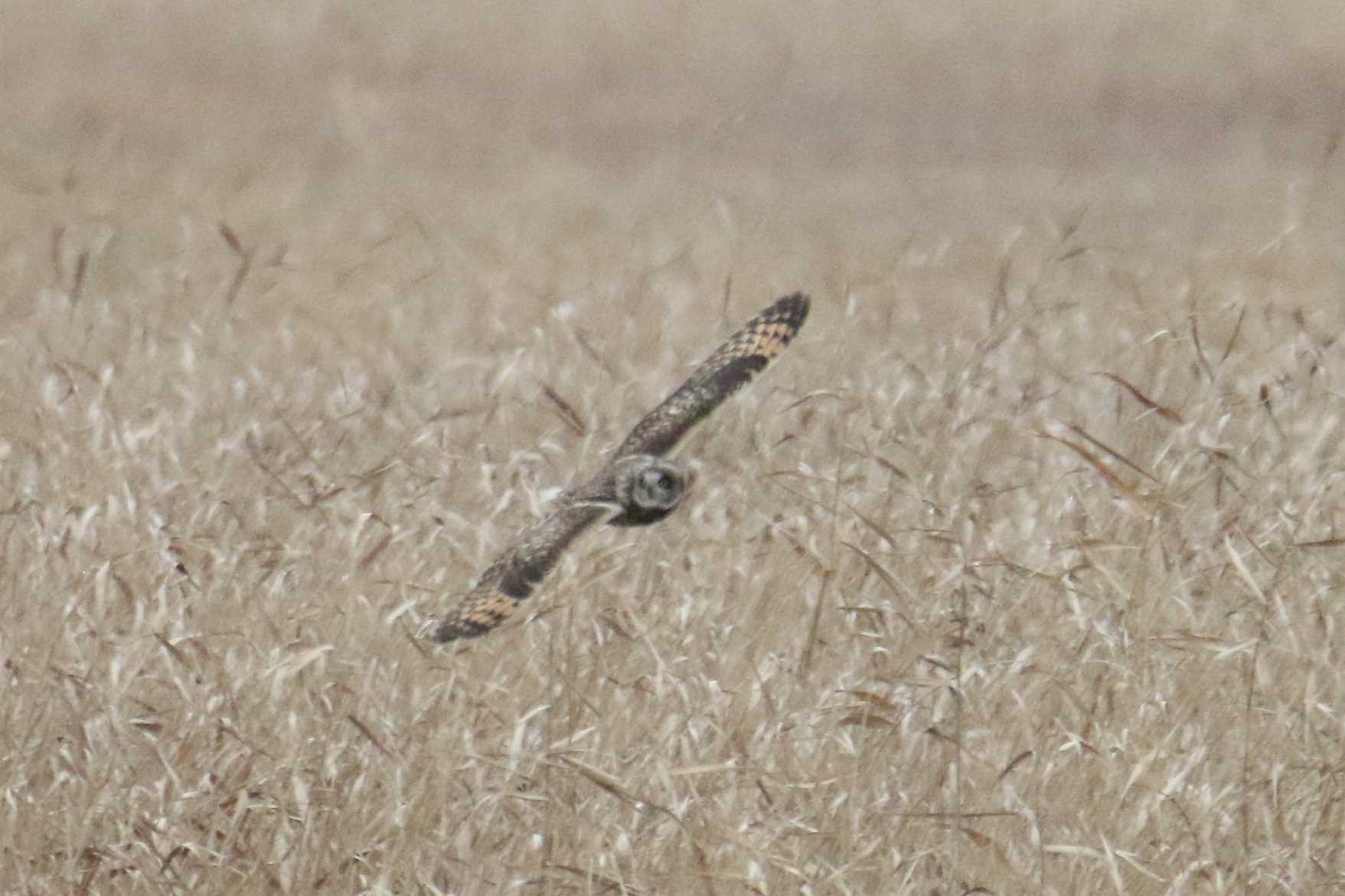 稲敷市 コミミズクの写真 by マイク