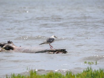 セグロカモメ 大授搦(東与賀干潟) 2022年8月17日(水)