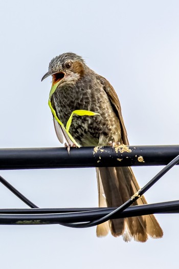 Brown-eared Bulbul 宮城県仙台市 Thu, 8/18/2022