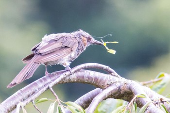 Brown-eared Bulbul 宮城県仙台市 Thu, 8/18/2022