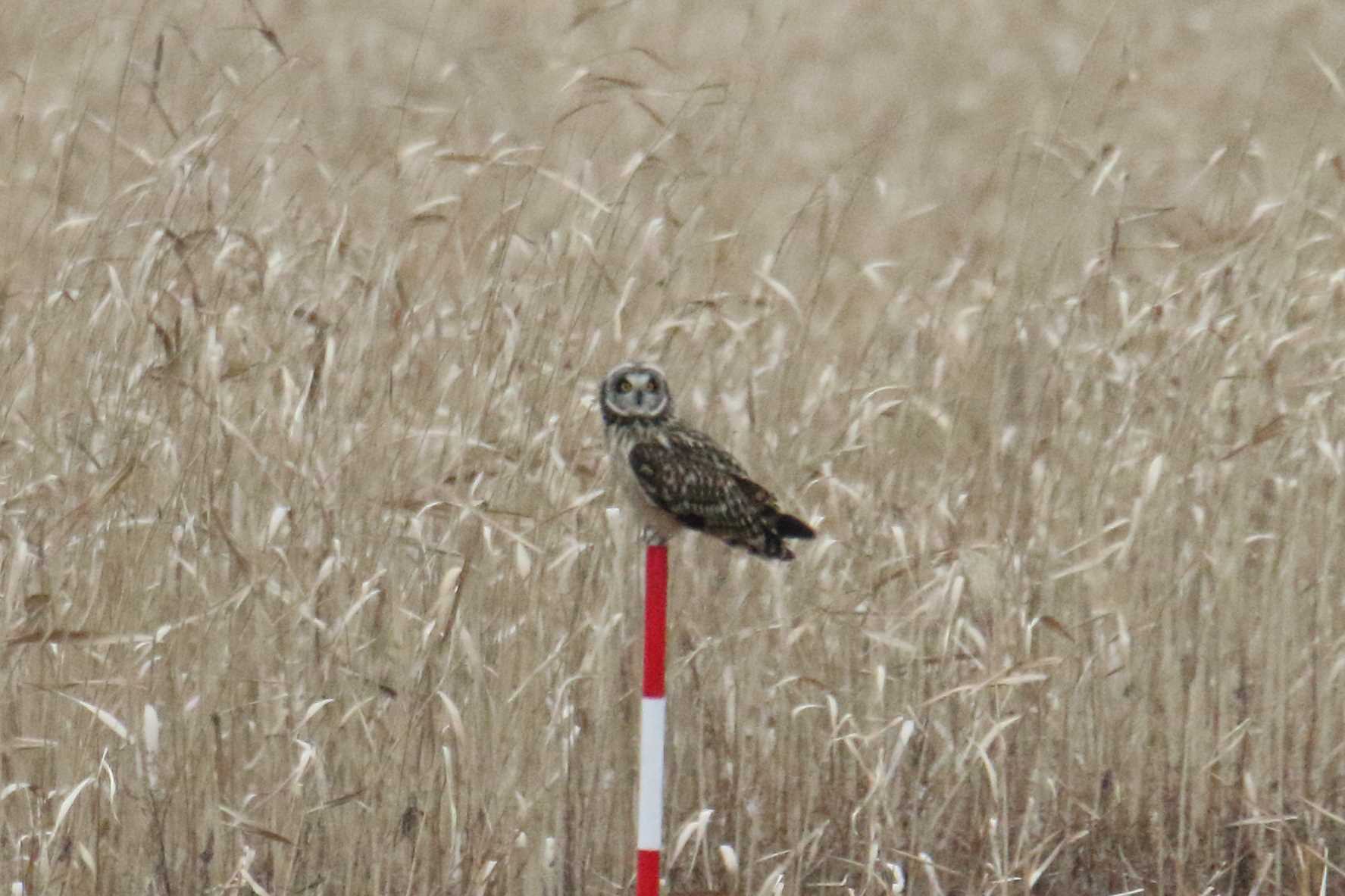 稲敷市 コミミズクの写真 by マイク