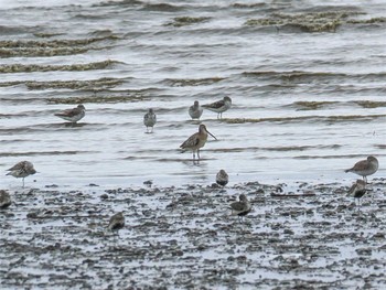 2022年8月17日(水) 大授搦(東与賀干潟)の野鳥観察記録