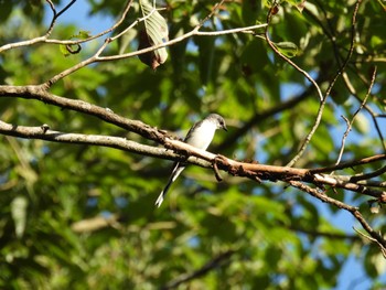 Ashy Minivet 太白山自然観察の森 Sun, 7/31/2022