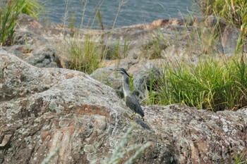 Striated Heron 犬山城 Tue, 8/16/2022