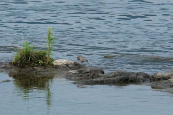 Common Sandpiper 犬山城 Tue, 8/16/2022