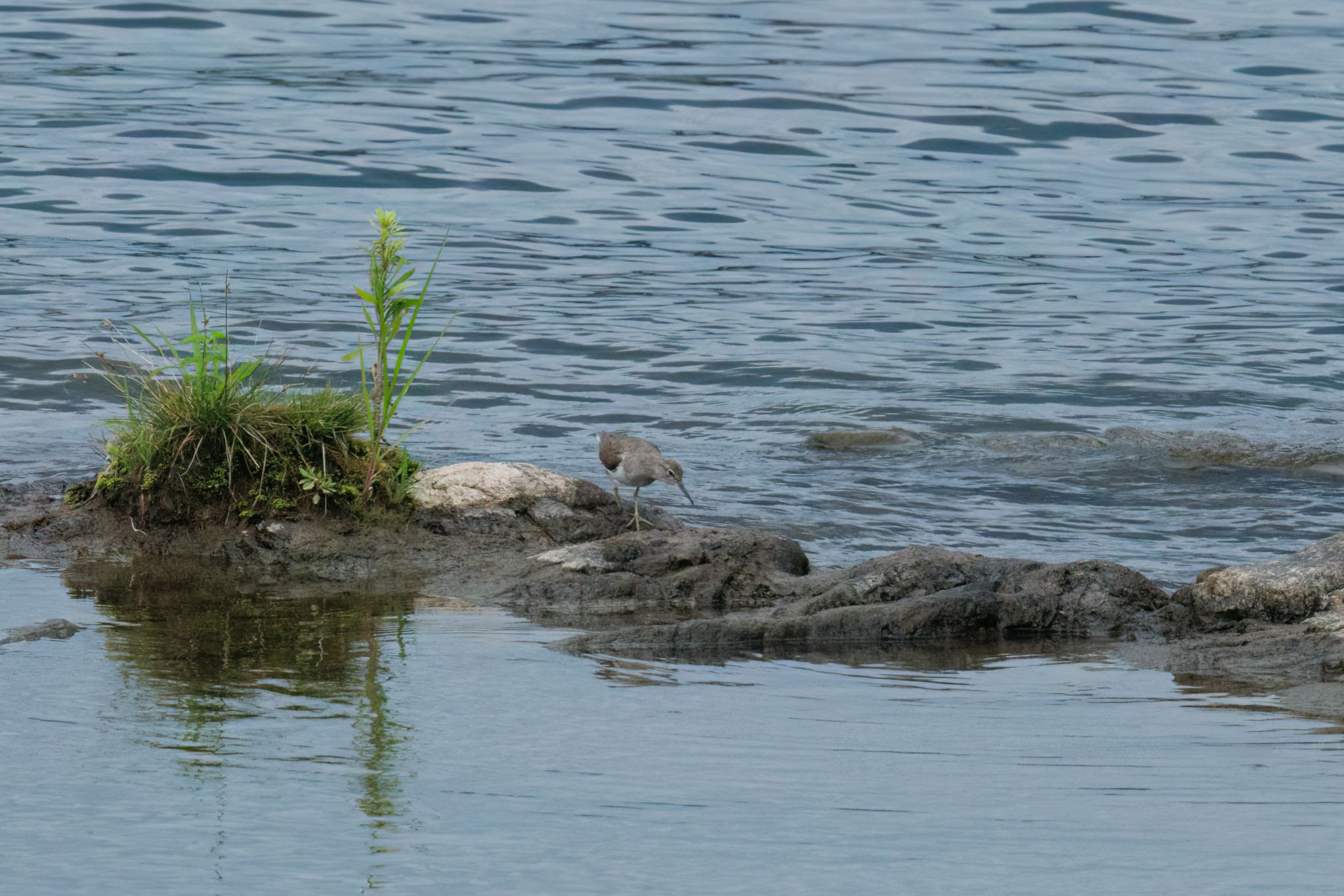 Photo of Common Sandpiper at 犬山城 by アカウント5104