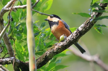 Varied Tit 海上の森 Mon, 8/15/2022