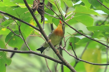 Red-billed Leiothrix 海上の森 Mon, 8/15/2022