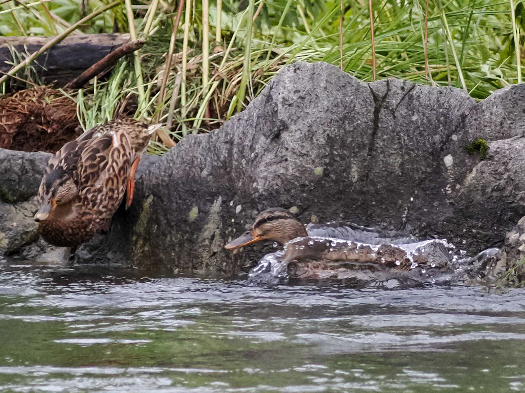 発寒川緑地(札幌市西区) マガモの写真 by 98_Ark (98ｱｰｸ)