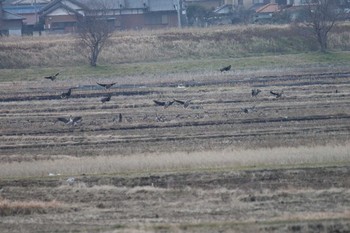 Tundra Bean Goose Inashiki Sat, 1/20/2018