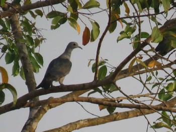 Green Imperial Pigeon Cat Tien National Park Unknown Date