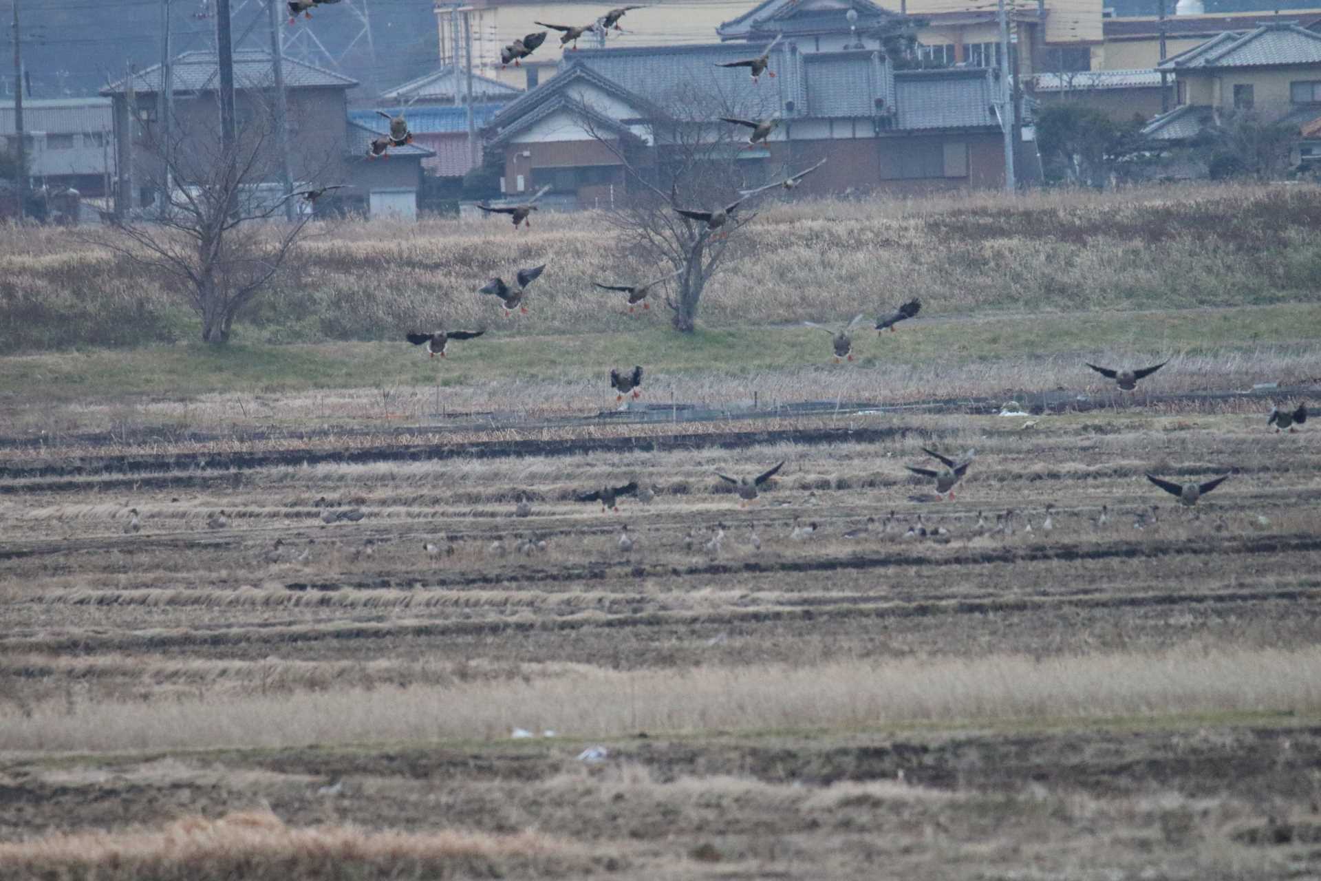 稲敷市 ヒシクイの写真 by マイク