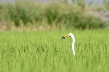 ダイサギ 菖蒲 2022年8月19日(金)