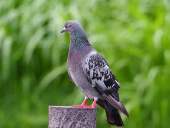 Rock Dove 東京都 Tue, 8/16/2022