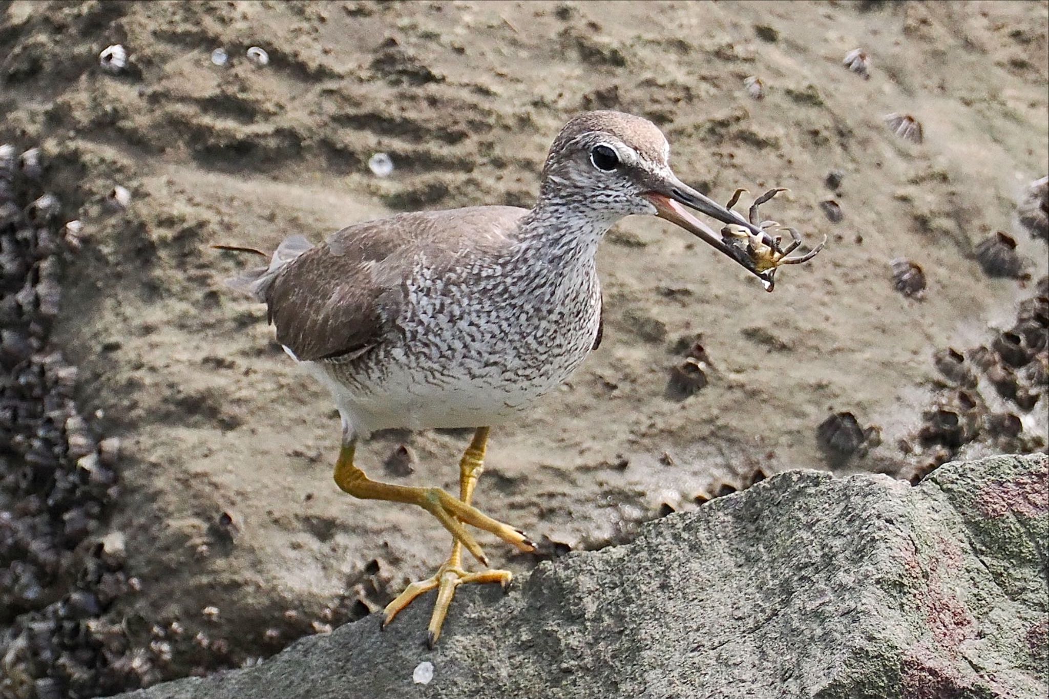 東京港野鳥公園 キアシシギの写真 by とりとり