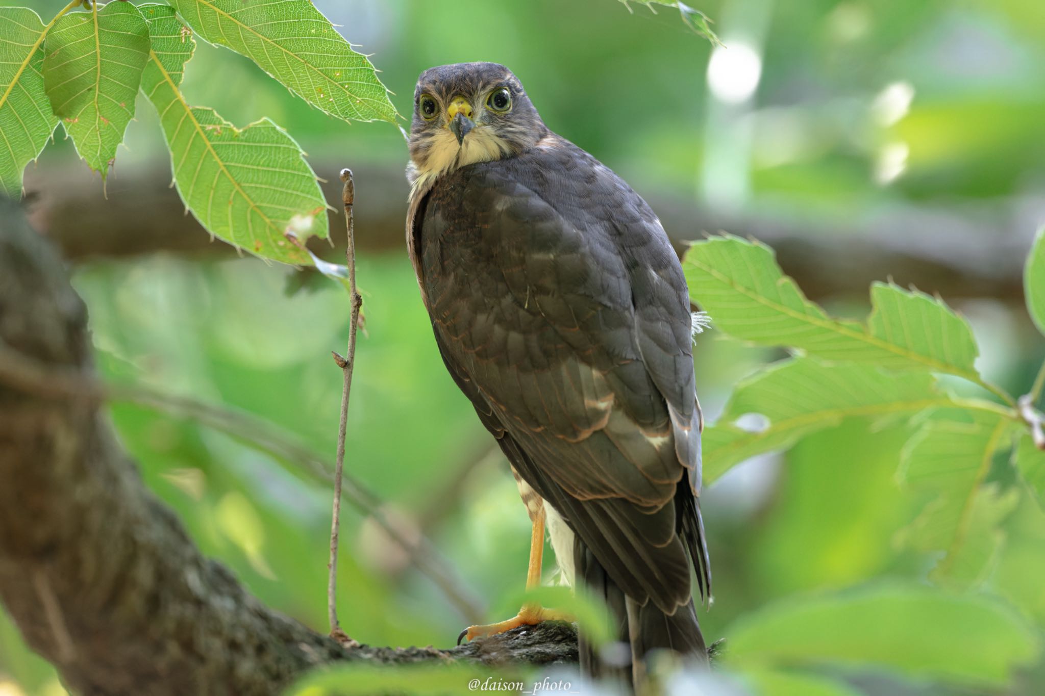 Photo of Japanese Sparrowhawk at Machida Yakushiike Park by Daison