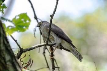 Japanese Sparrowhawk Machida Yakushiike Park Mon, 7/25/2022