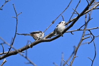 Long-tailed tit(japonicus) Makomanai Park Sun, 8/14/2022