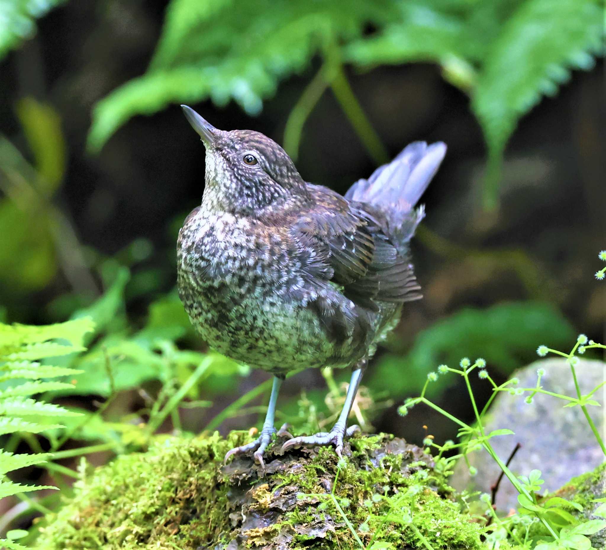 カワガラス by Hokkaido.univ