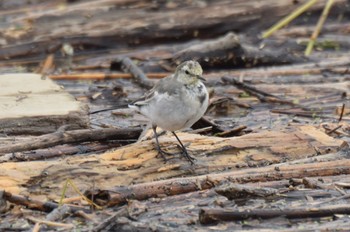 White Wagtail 北海道石狩 Thu, 8/18/2022