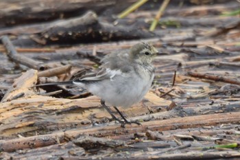 White Wagtail 北海道石狩 Thu, 8/18/2022