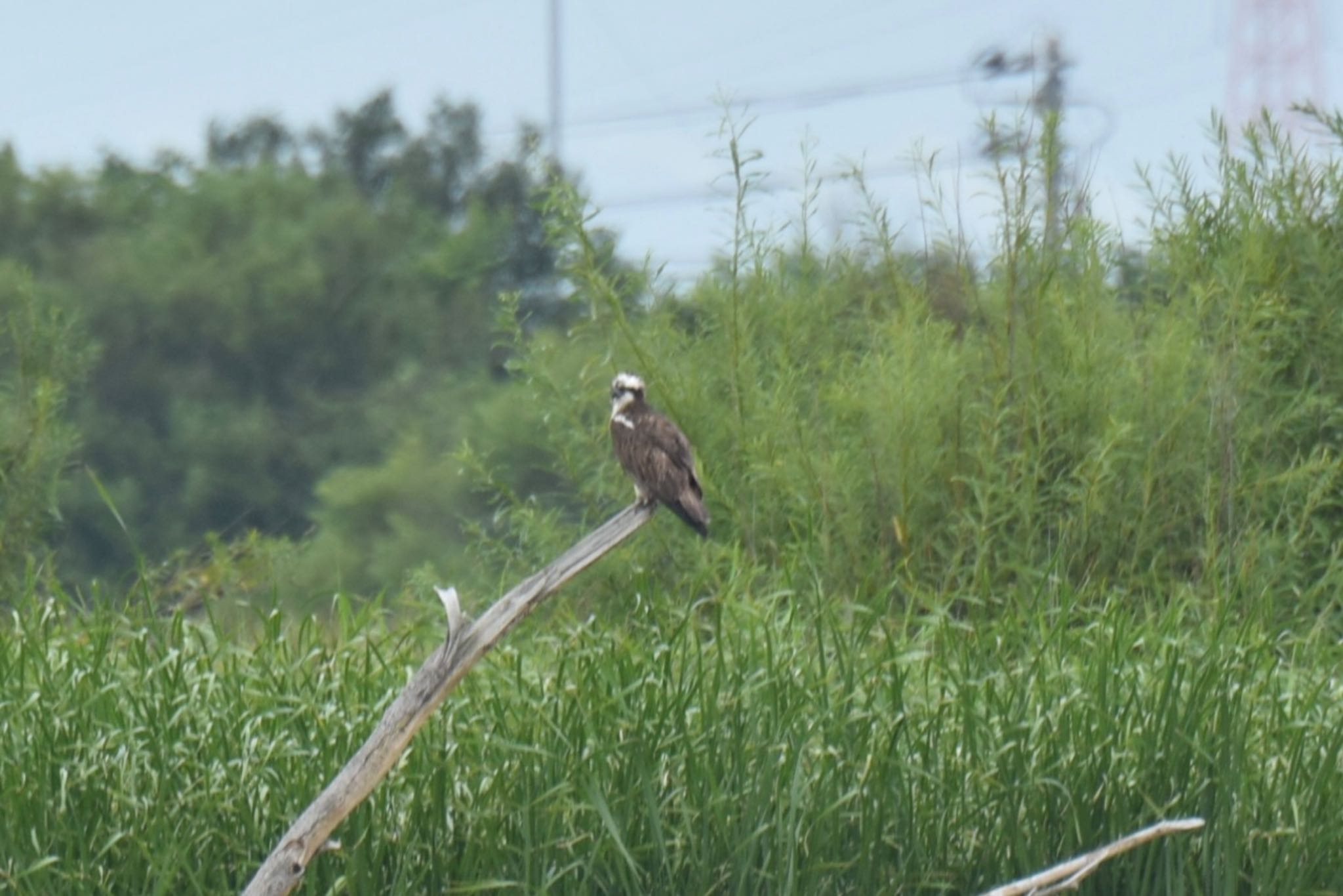 Photo of Osprey at 北海道石狩 by yu