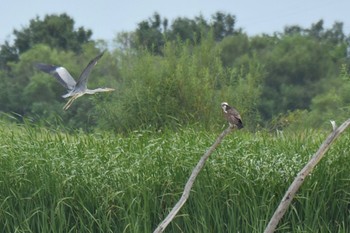 Thu, 8/18/2022 Birding report at 北海道石狩