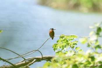 カワセミ 西岡公園(西岡水源地) 2022年6月8日(水)