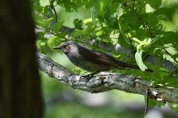 Brown-eared Bulbul Nishioka Park Wed, 6/8/2022