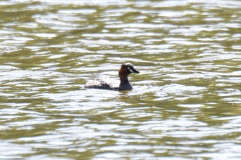 Little Grebe Nishioka Park Wed, 6/8/2022