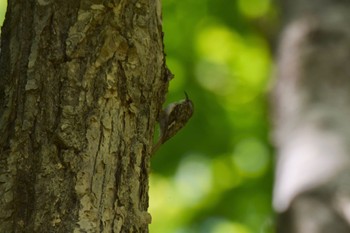 Eurasian Treecreeper Nishioka Park Wed, 6/8/2022