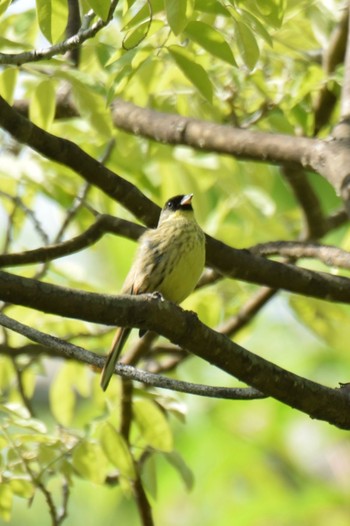 Masked Bunting Nishioka Park Wed, 6/8/2022