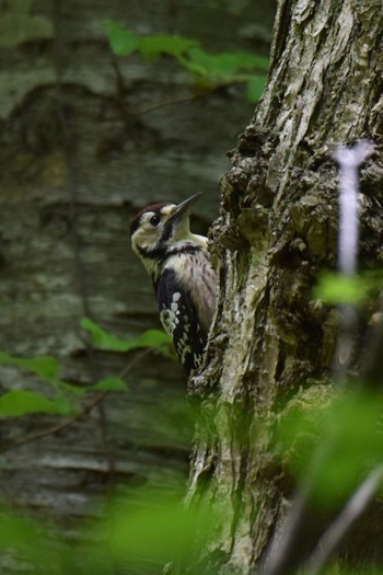 White-backed Woodpecker 野幌 Mon, 6/13/2022