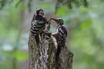 White-backed Woodpecker 野幌 Mon, 6/13/2022