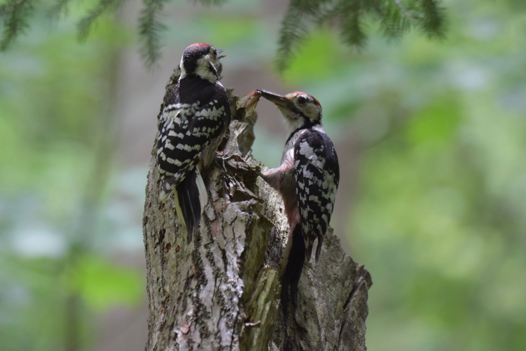 Photo of White-backed Woodpecker at 野幌 by yu