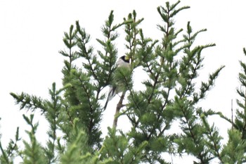 Japanese Grosbeak 野幌 Mon, 6/13/2022